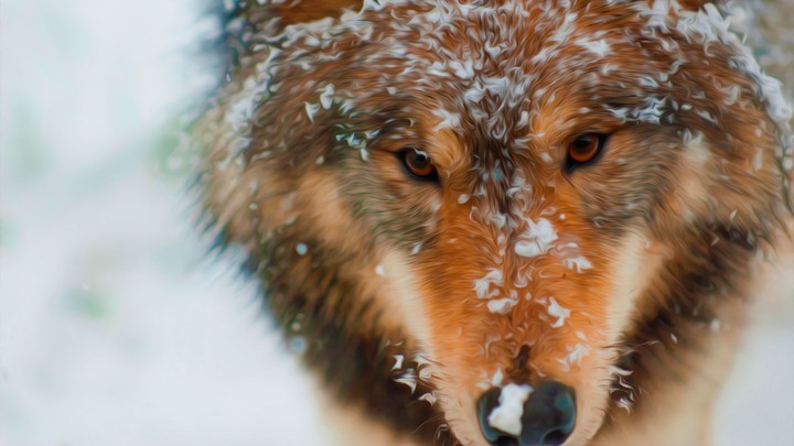Wolf. Snow
