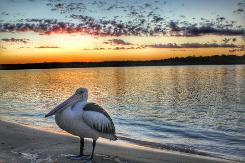 Pelican
