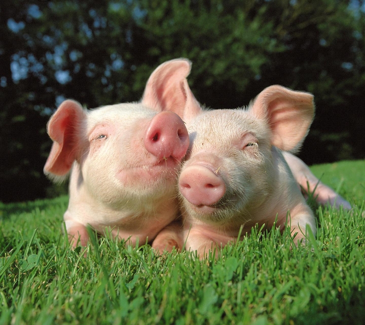 cute pigs