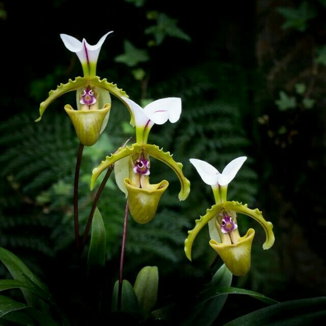Orchid