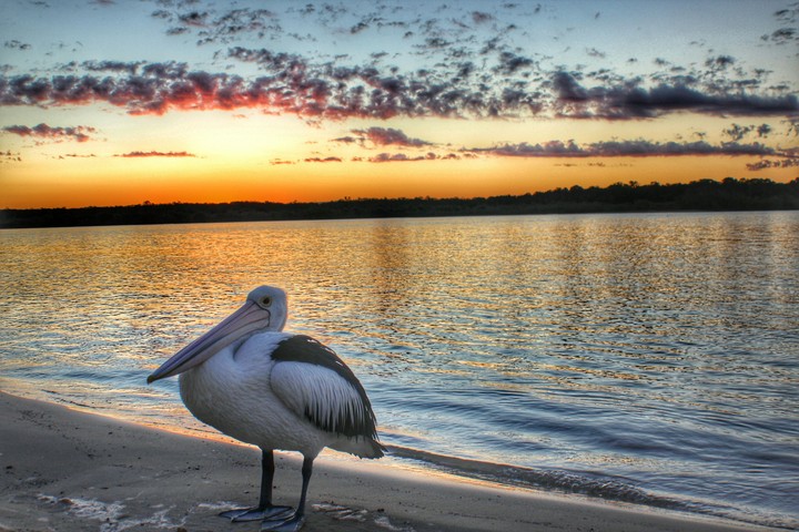 Pelican