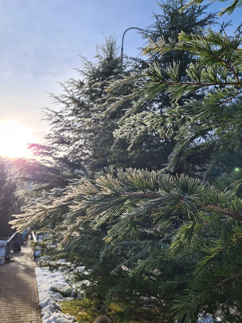 morning frost