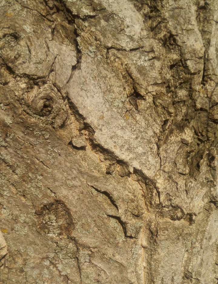 Wood