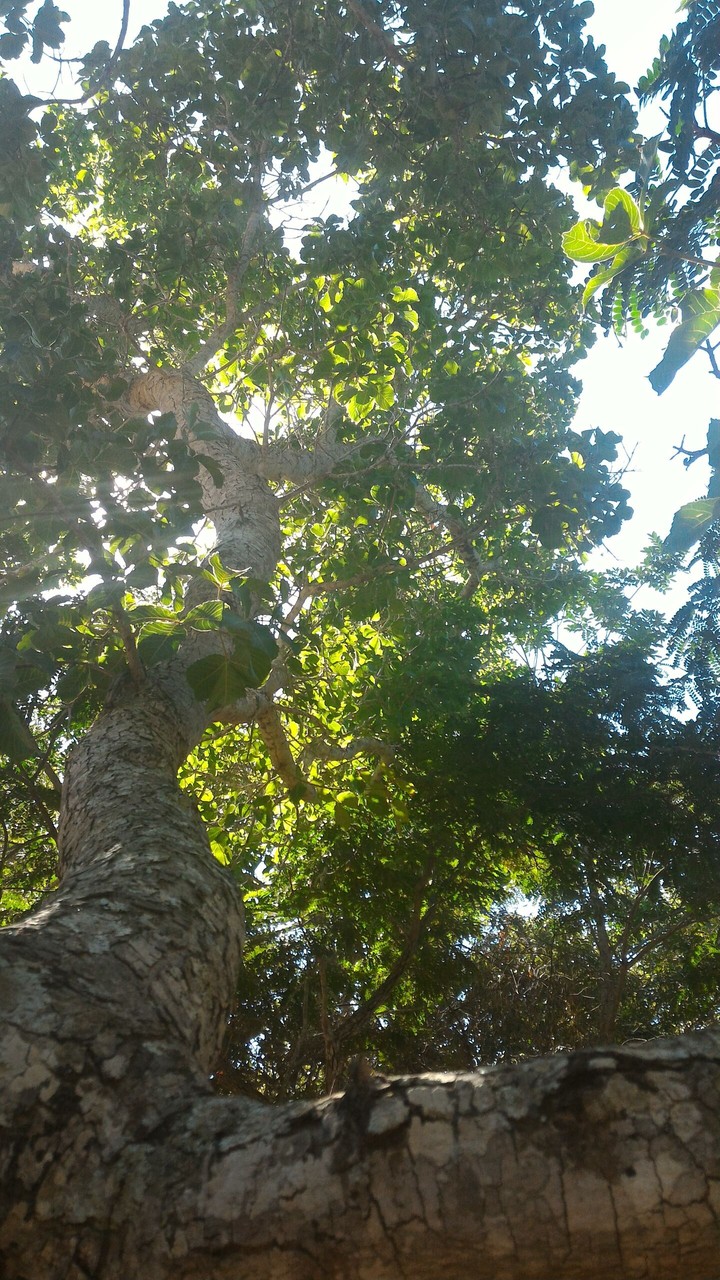 Natureza Bela