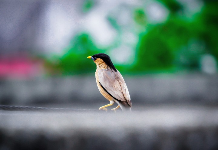 Indian bird.