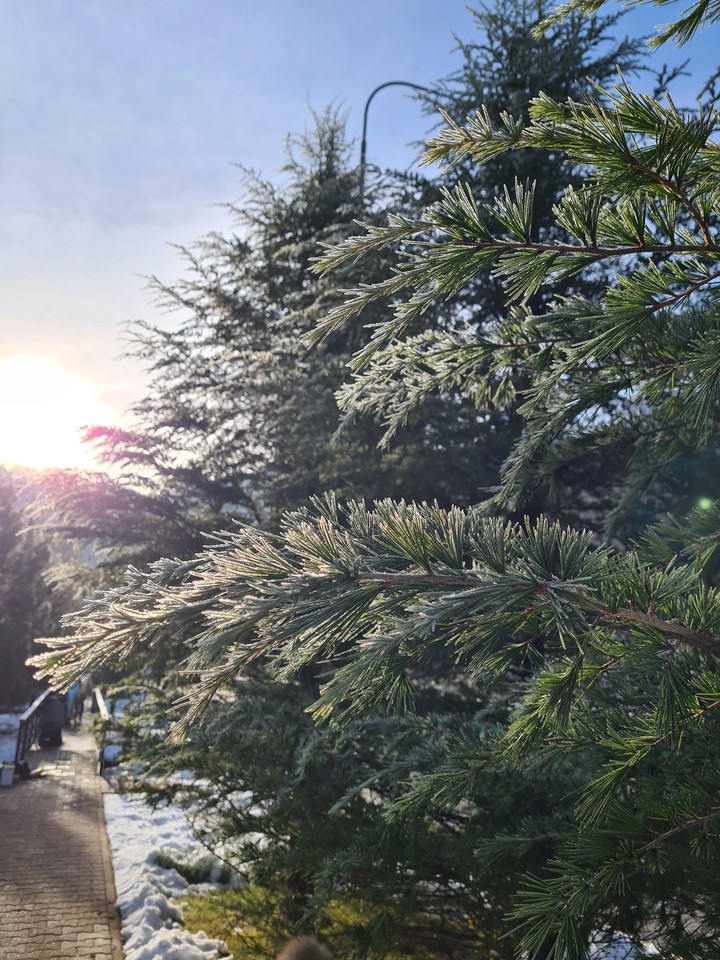 morning frost