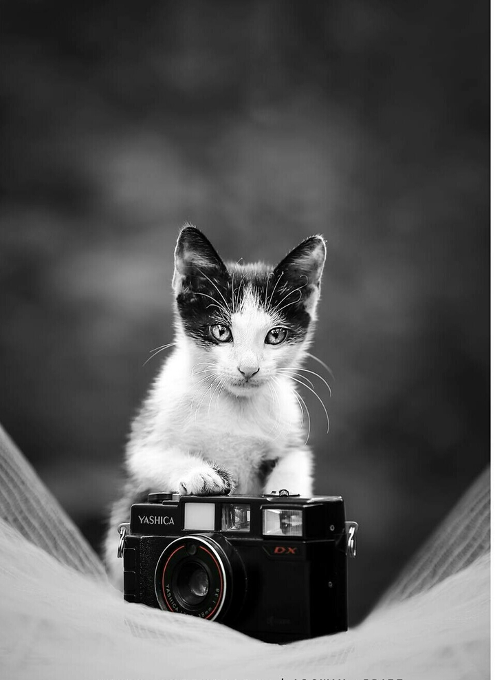 Cat On the Camera