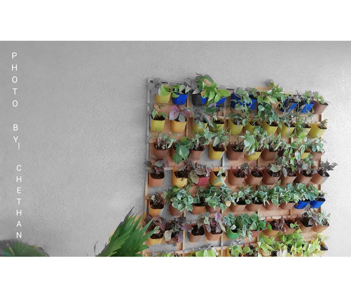 vertical garden