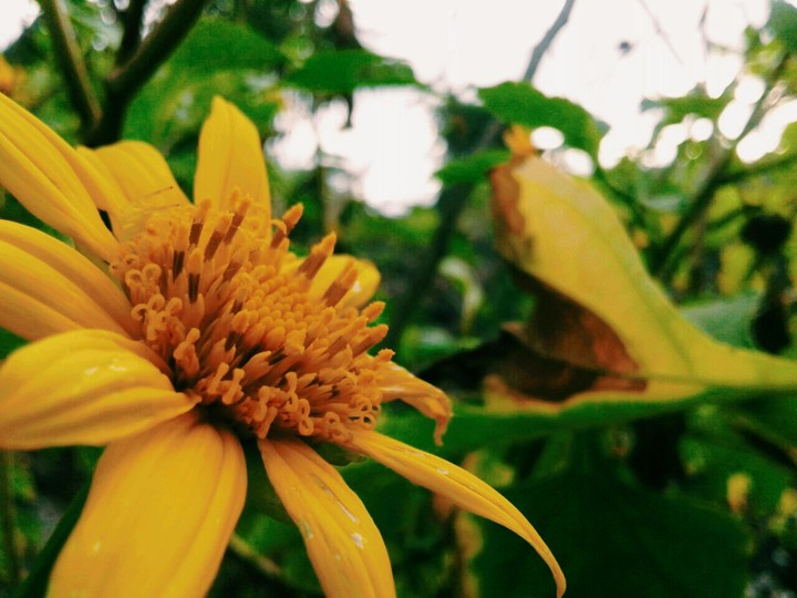 Flor de Girassol
