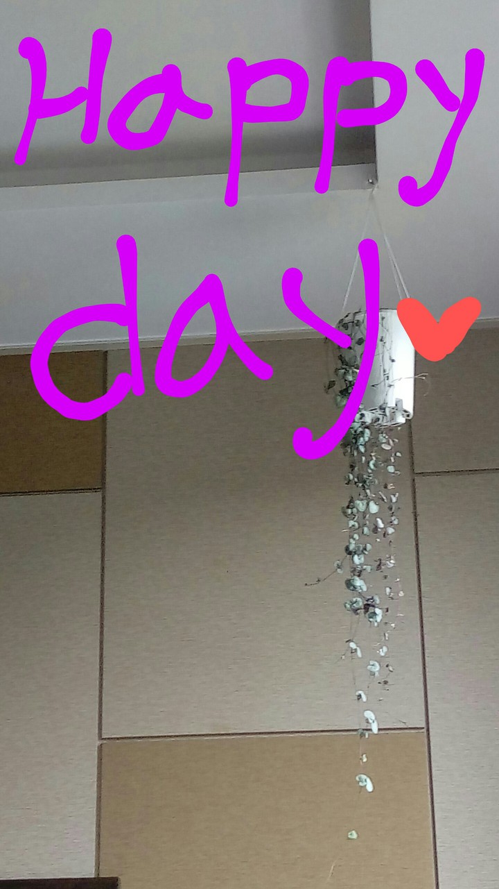 해피데이