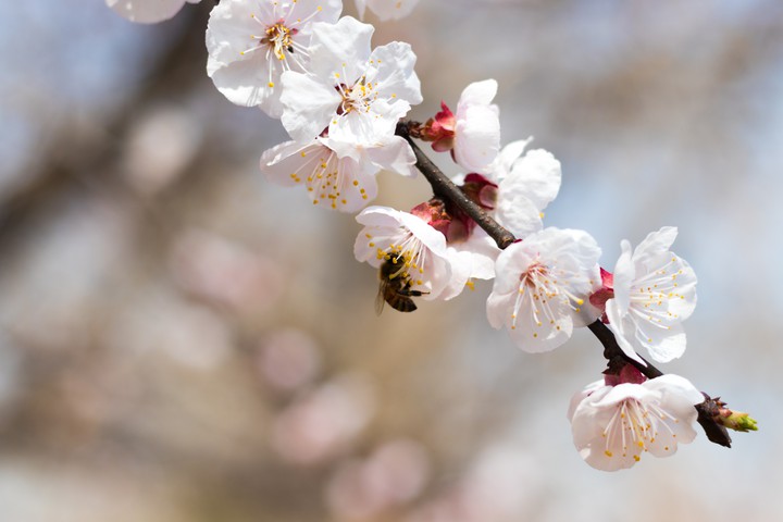 cherry blossoms with a bee