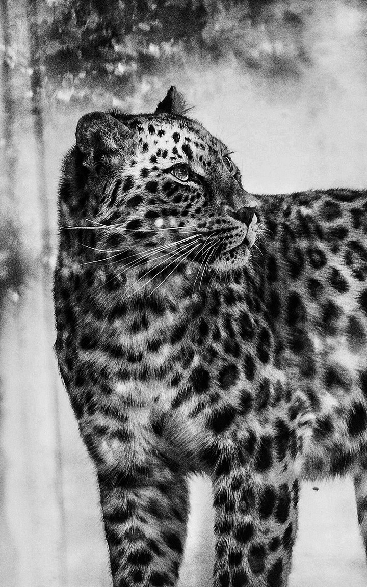 кот