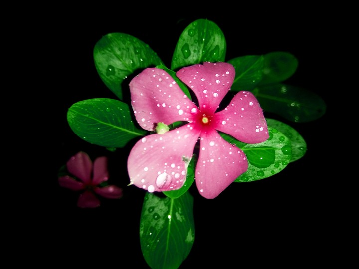Flower collection