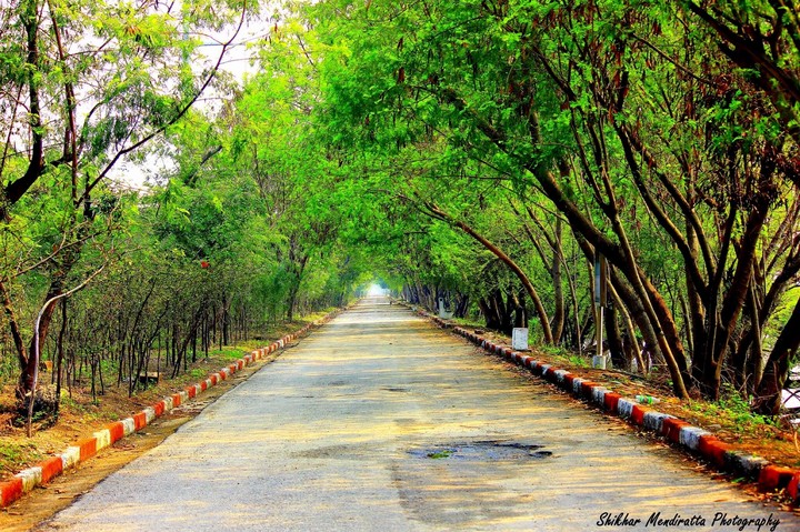 Lush Green
