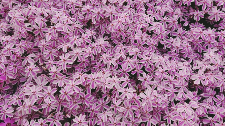 芝桜  多摩の流れ     Moss phlox