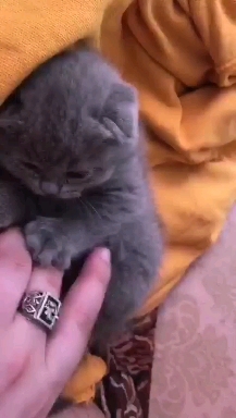 котенок
