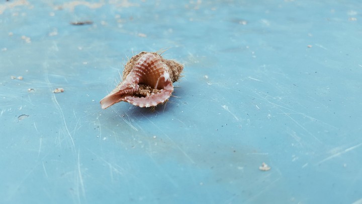 the seashell and its life