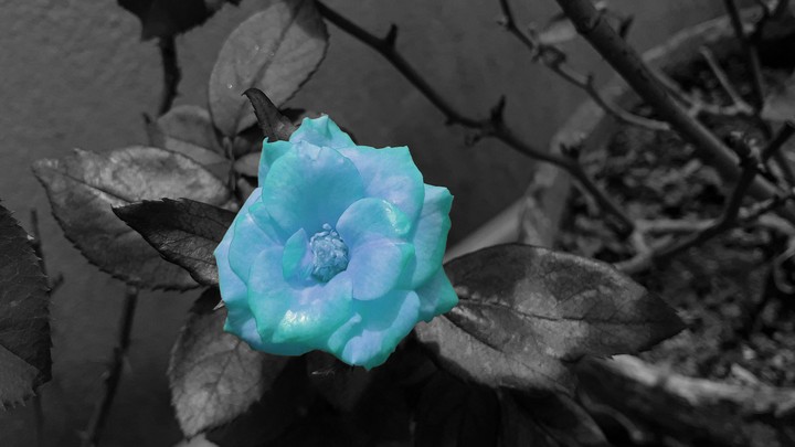 Blue Rose
