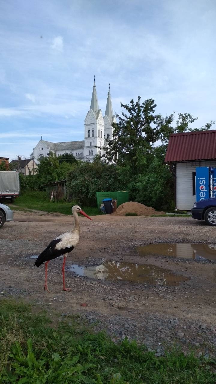 Буслик