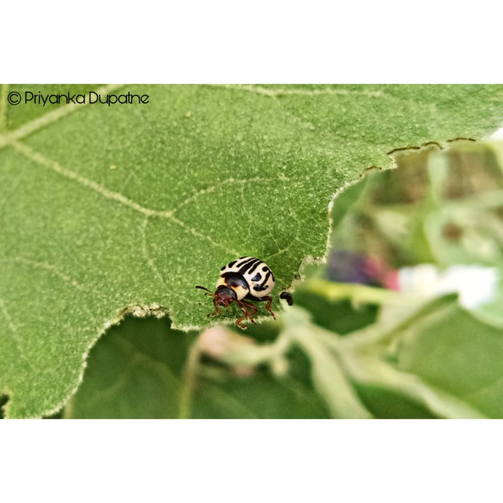 Beetles....Creepy crawlies