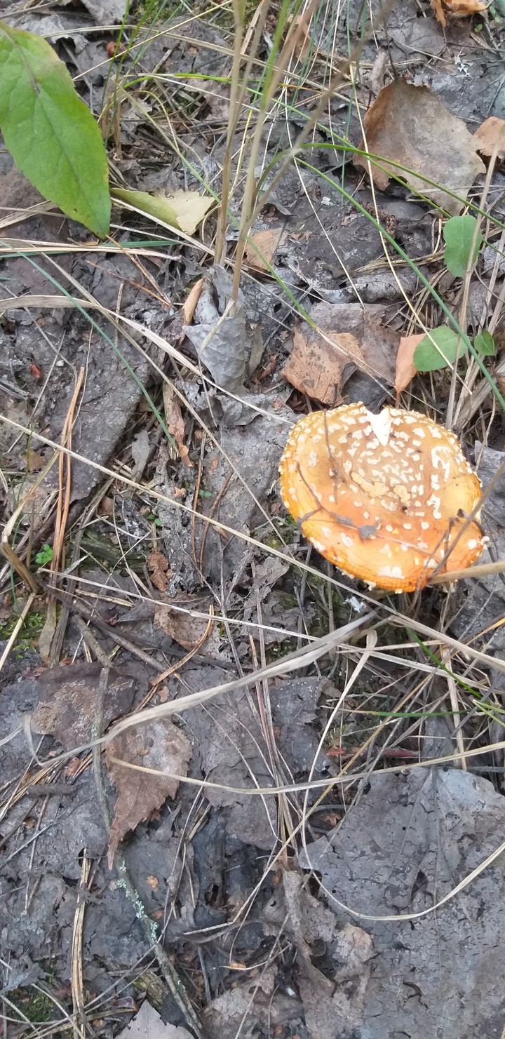 a mushroom