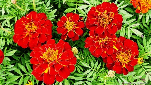 sfondi tagetes, groundcover