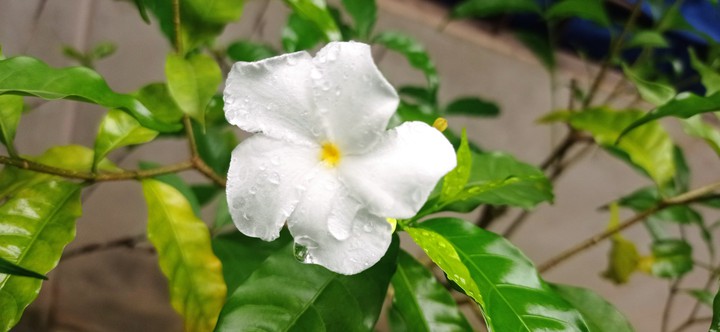 Flower