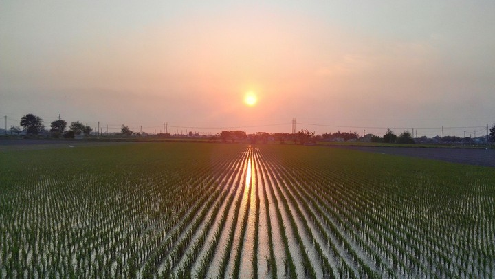 田野