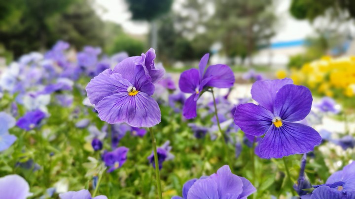 flowers