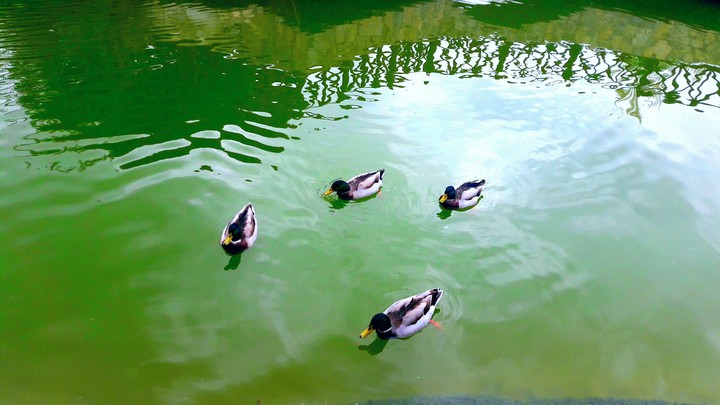 Ducks