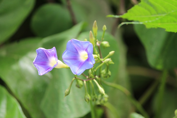 beautiful flower