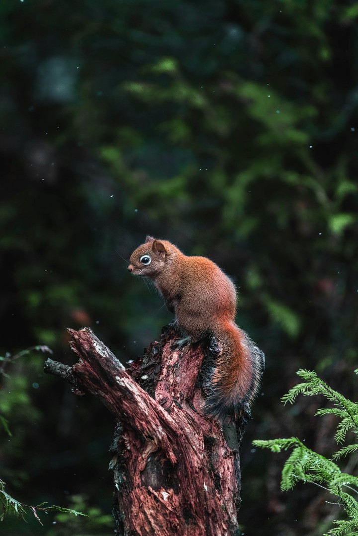 Squirrel