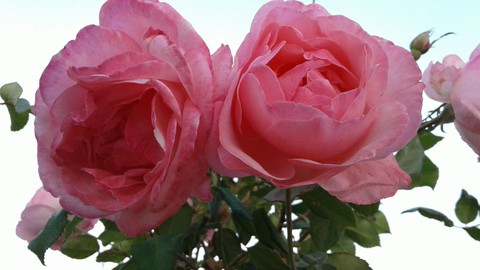 pink rose