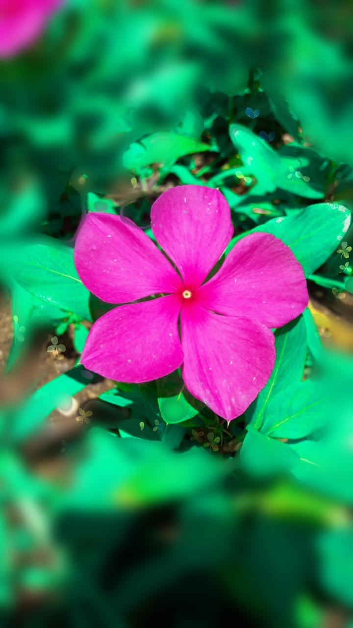 flowers
