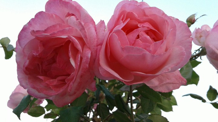 pink rose