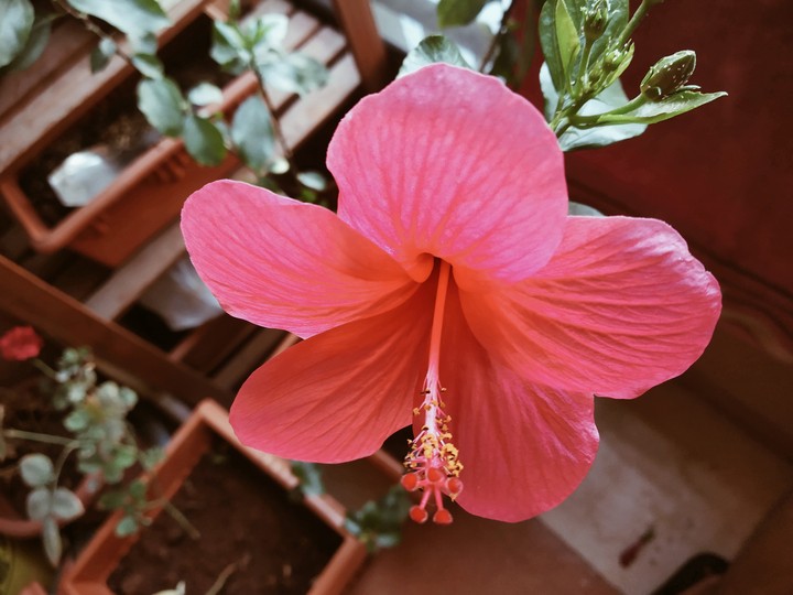 Flowergasm