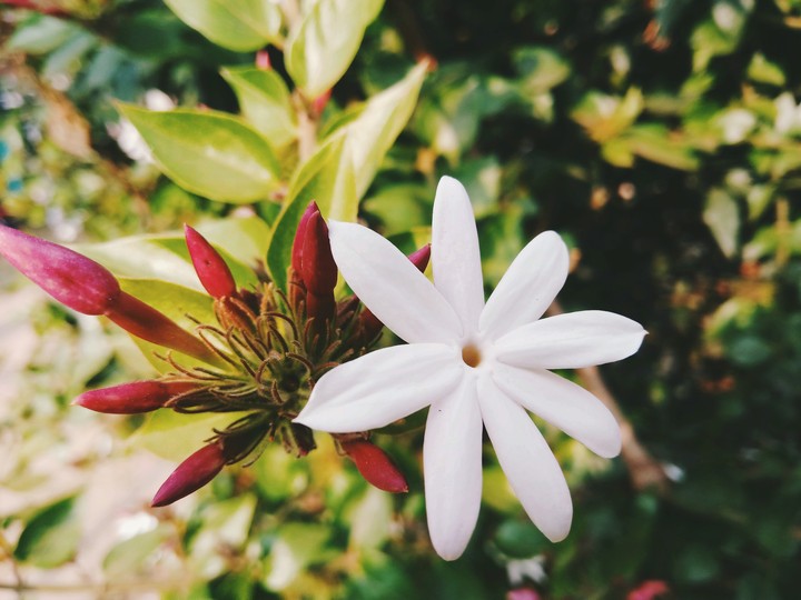 white love