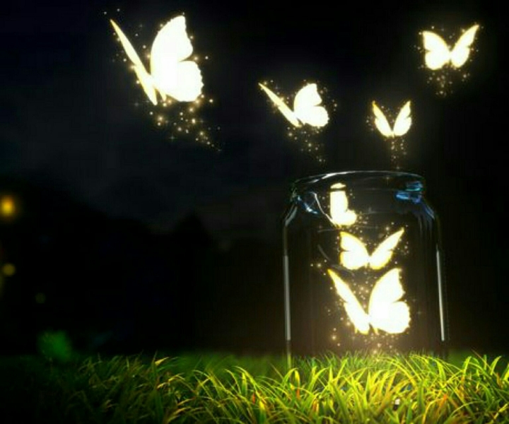butterflys brights in the night