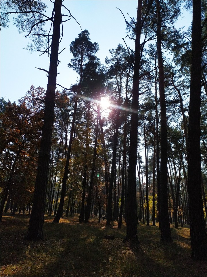 Forest