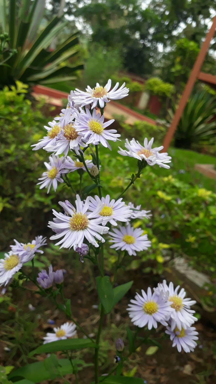 nature beauty