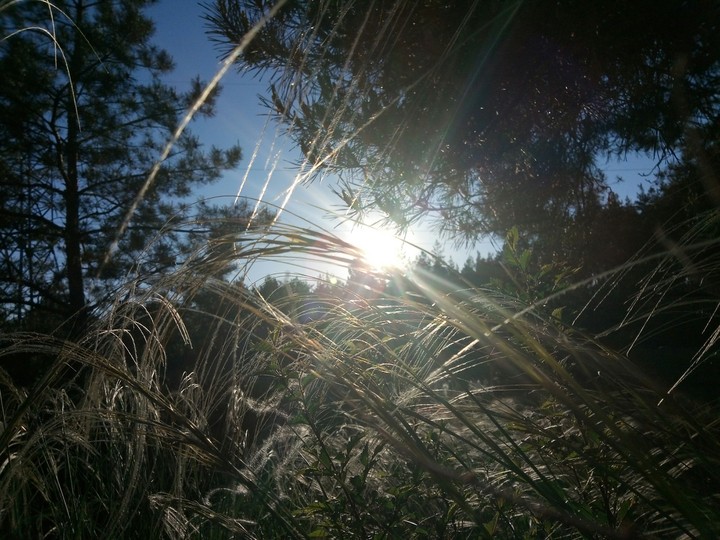 grass