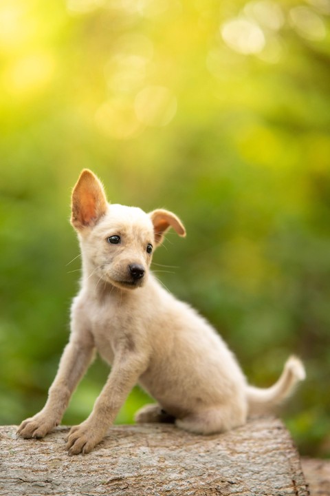 fur, puppy Hintergrundbilder
