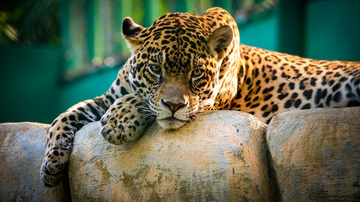 Big Cat