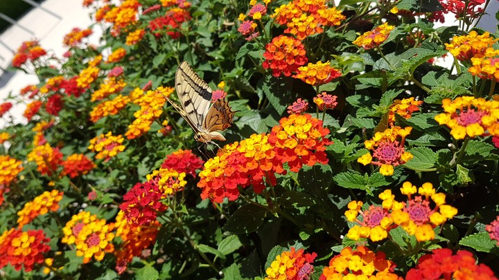butifly 2