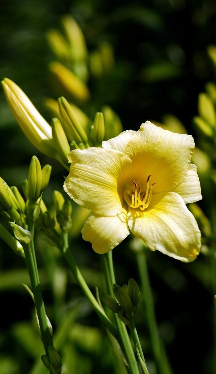 flower