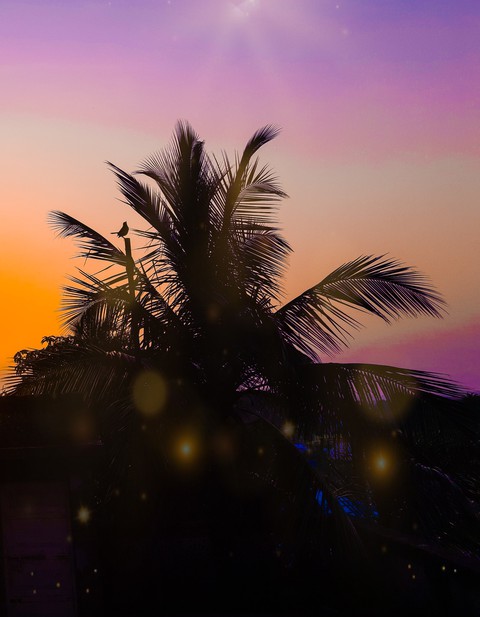 Purple Sky