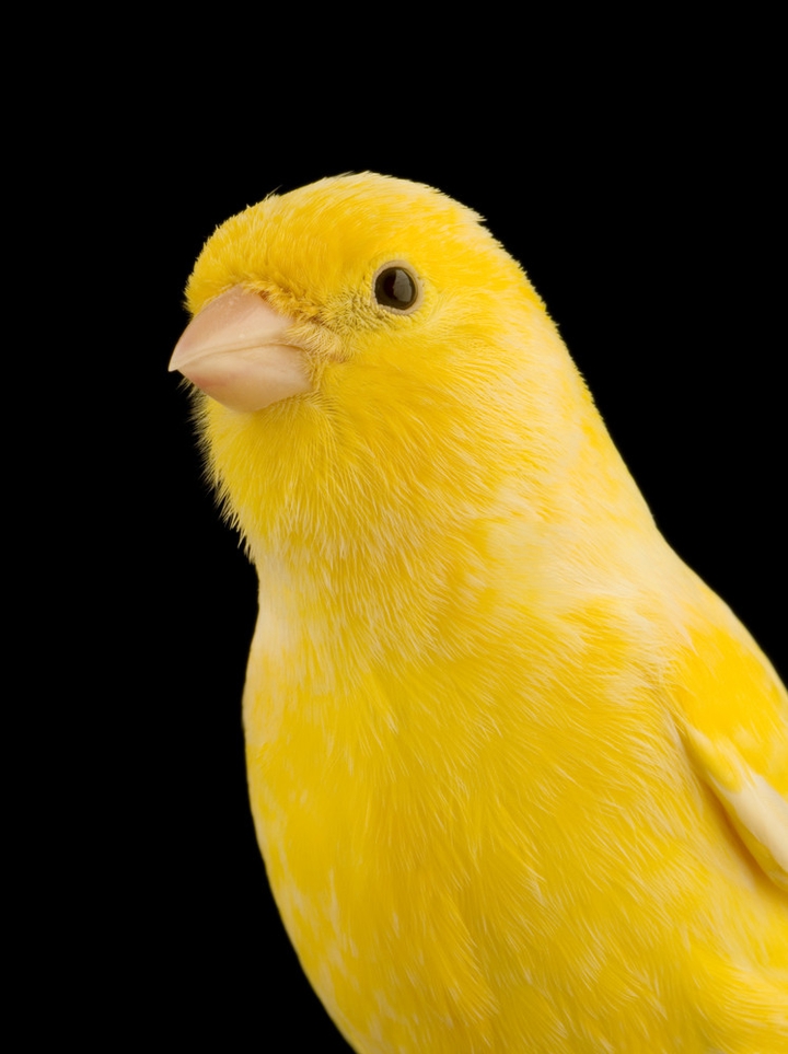 Canary