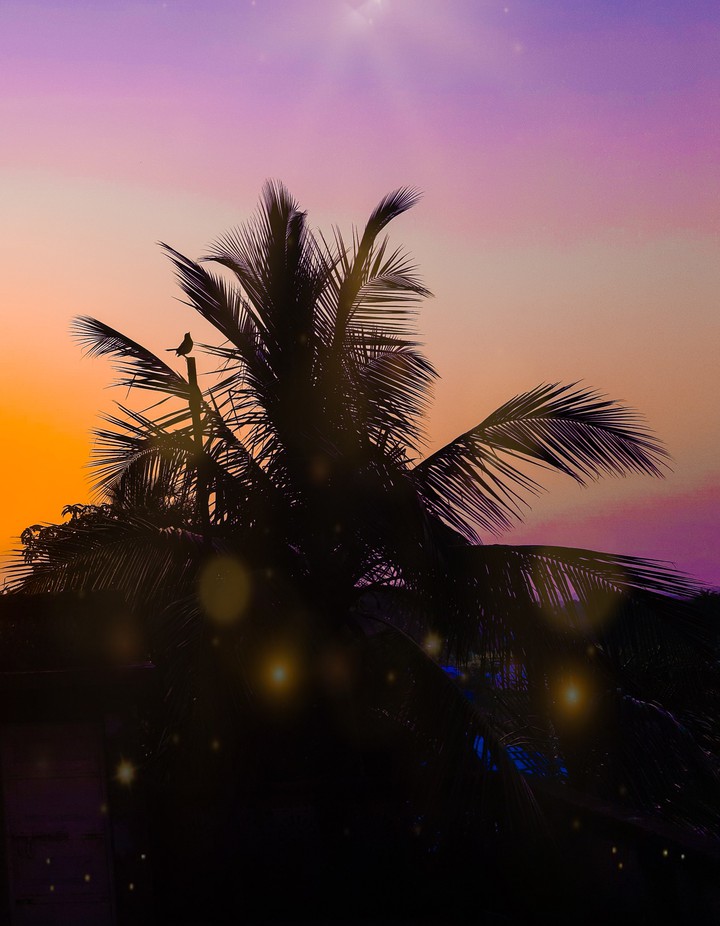 Purple Sky