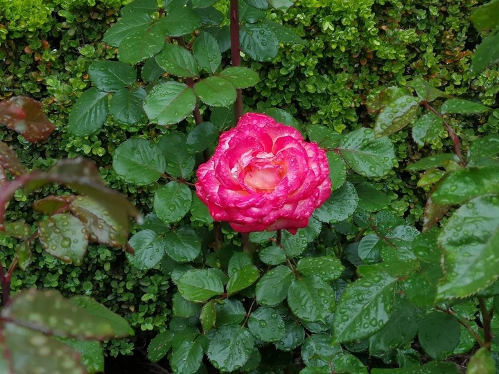 Rose in garden