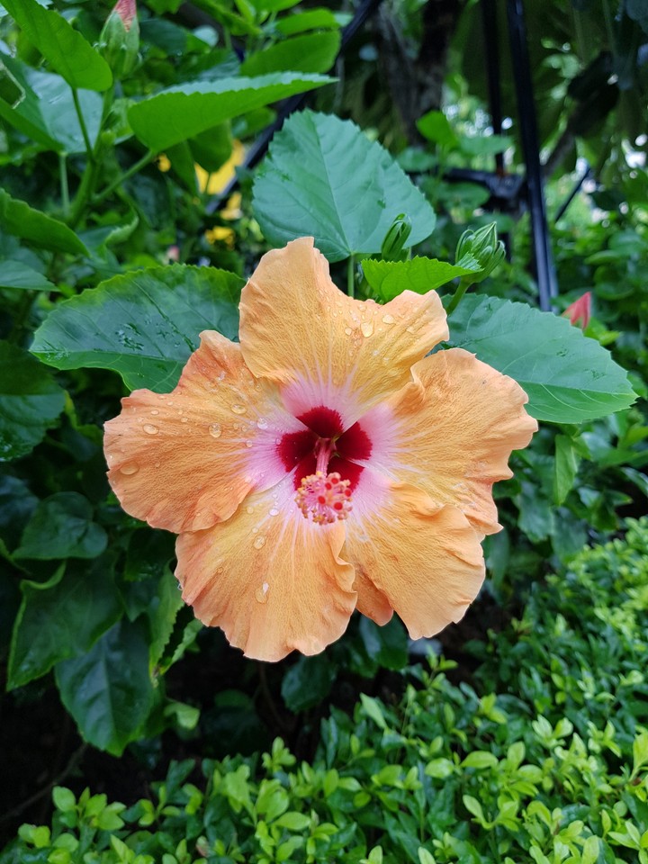 hoa dâm bụt